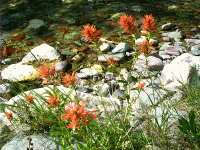 Indian Paintbrush, Two Medicine River, Glacier Park